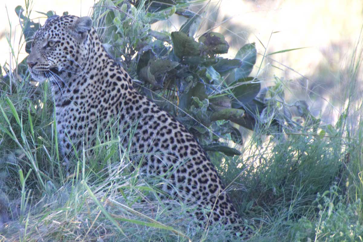Lone Leopard in the Savanna