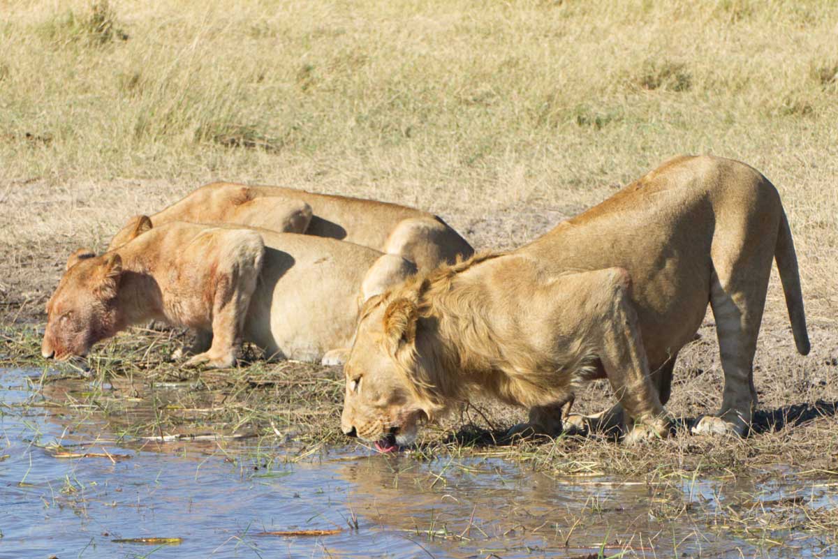 Lions at Waterhole in Savuti