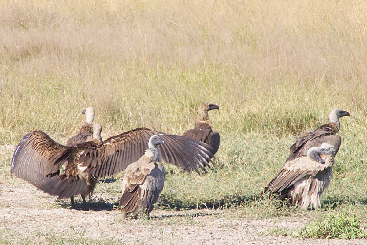 Vultures in the Savuti Region - Nik Simpson