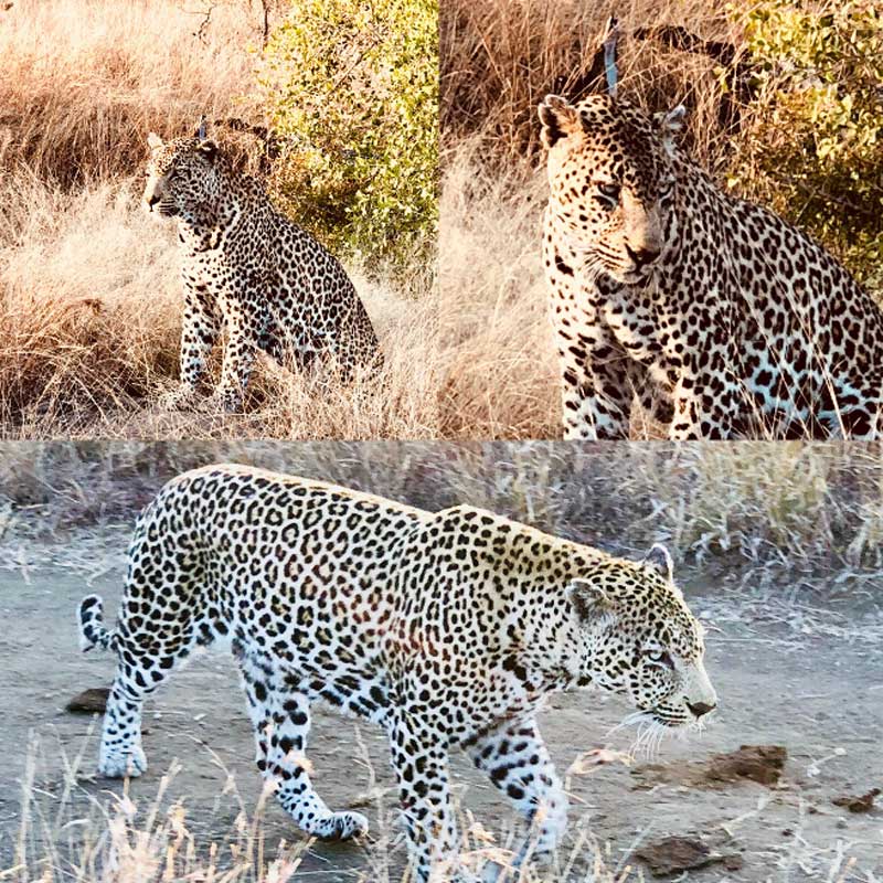 Umkumbe Leopard