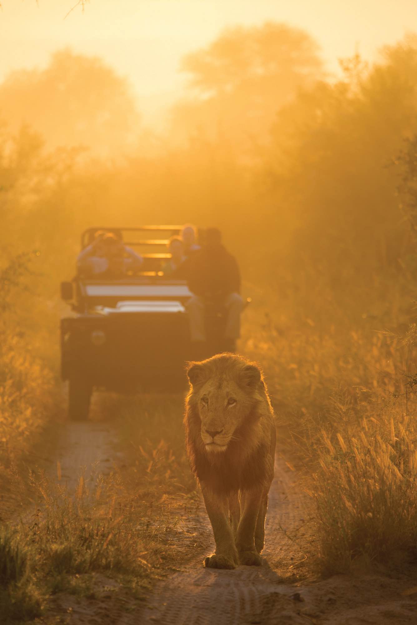 A male lion strolls in view of the game viewer in the golden morning light