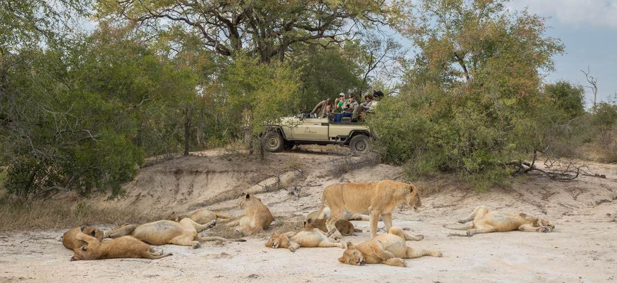 Arathusa Safari Lodge on game drive, spotting a pride of sleepy lions