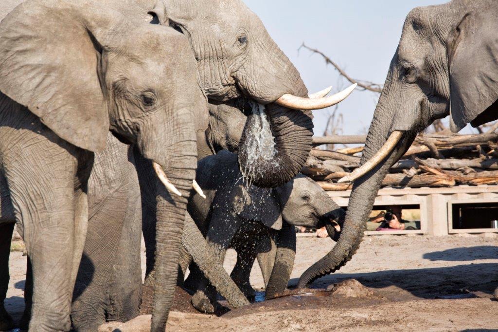 Elephants drinking at Hyena Pan hide, by Martin Harvey