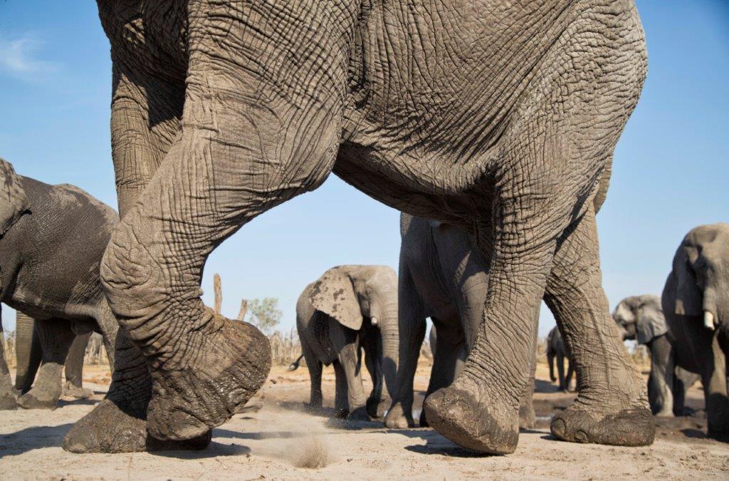 Elephants upon elephants seen from Hyena Pan hide, by Martin Harvey
