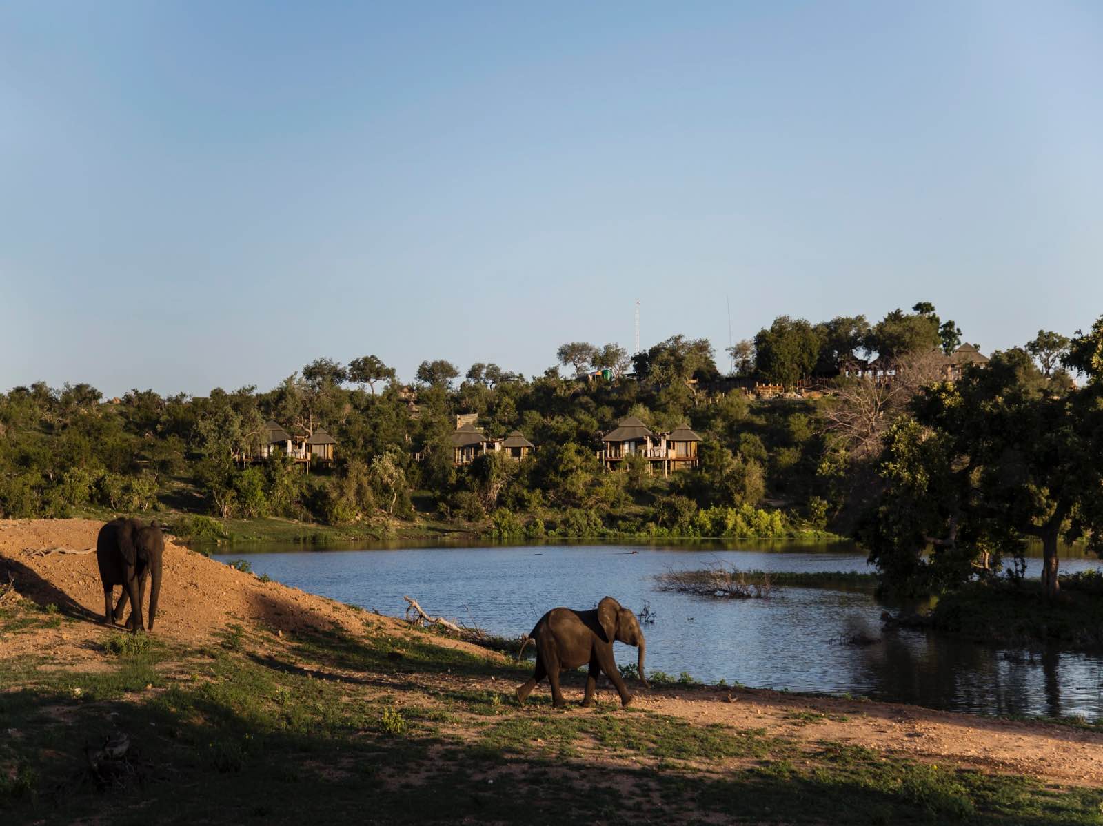 Simbavati Hilltop Lodge positioned between the trees on the raised koppie overlooking the water and elephants