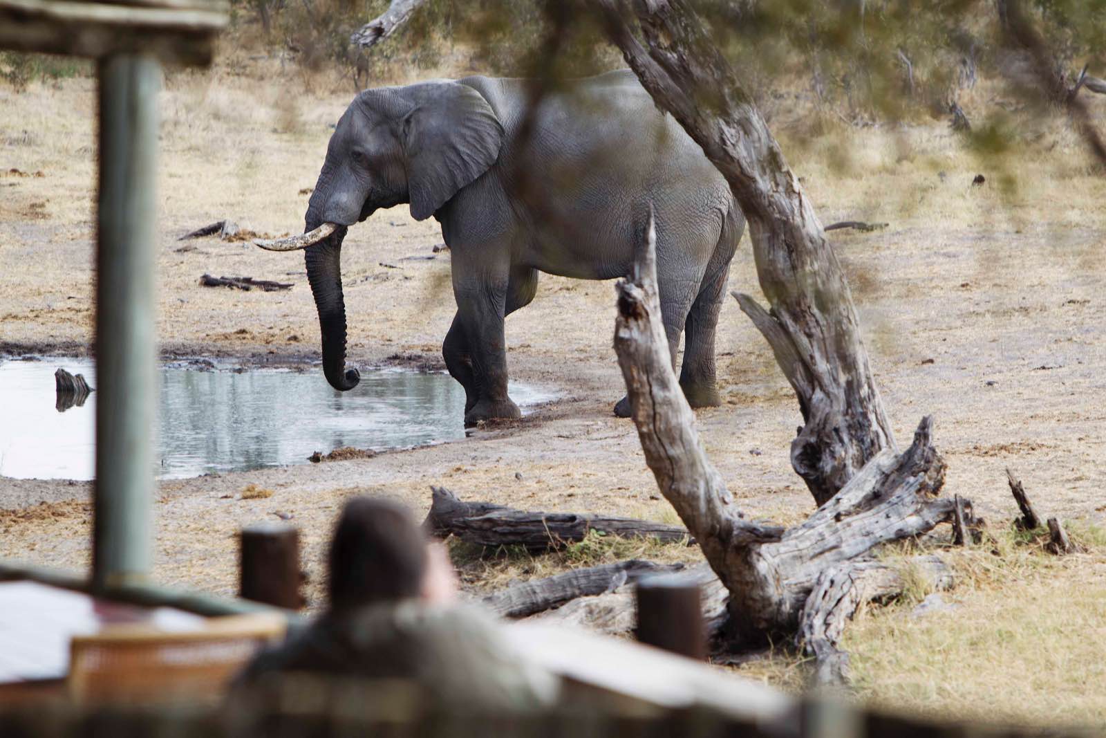 Savute Safari Lodge view of an elephant from the lodge