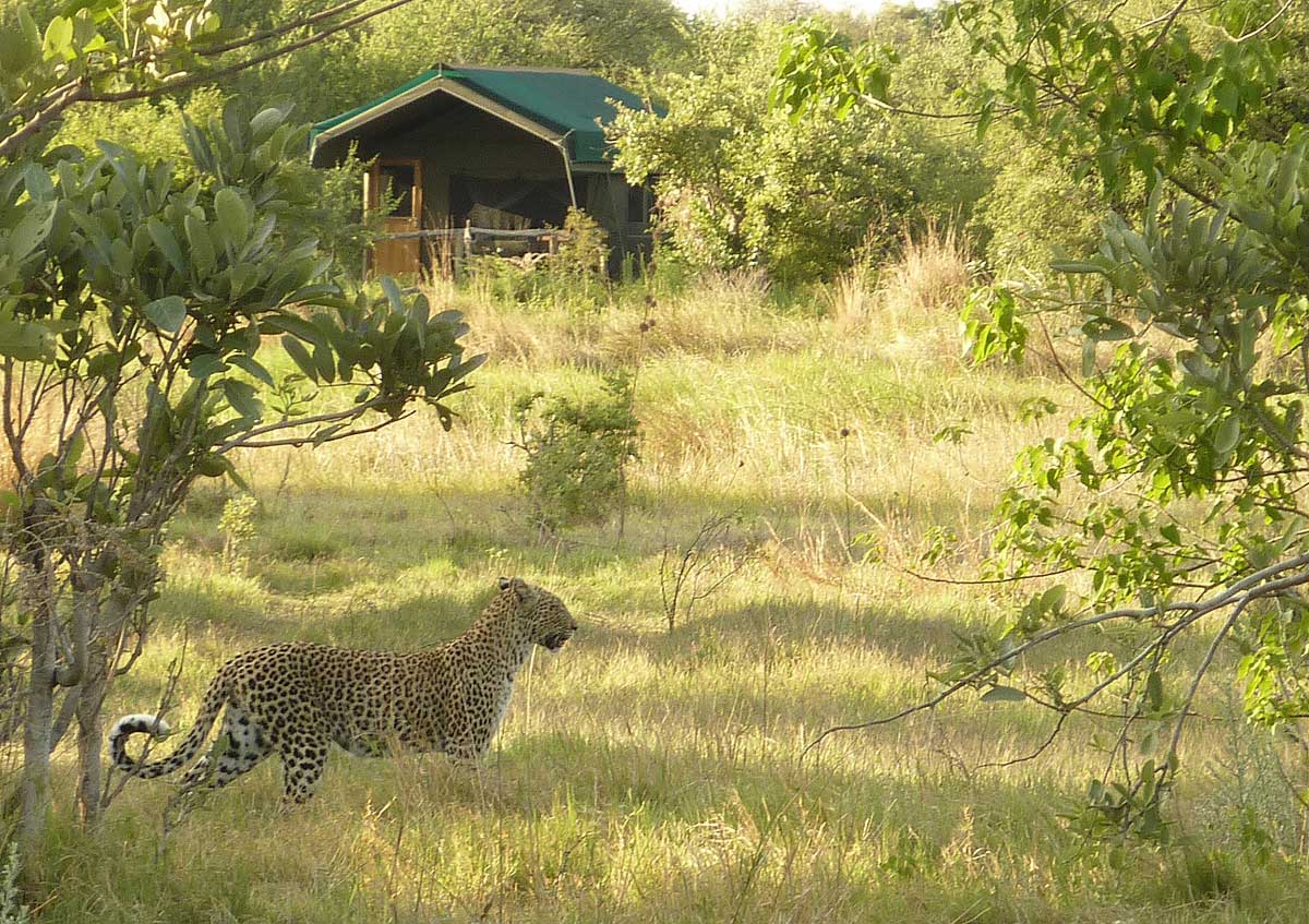 Sango Safari Camp Leopard