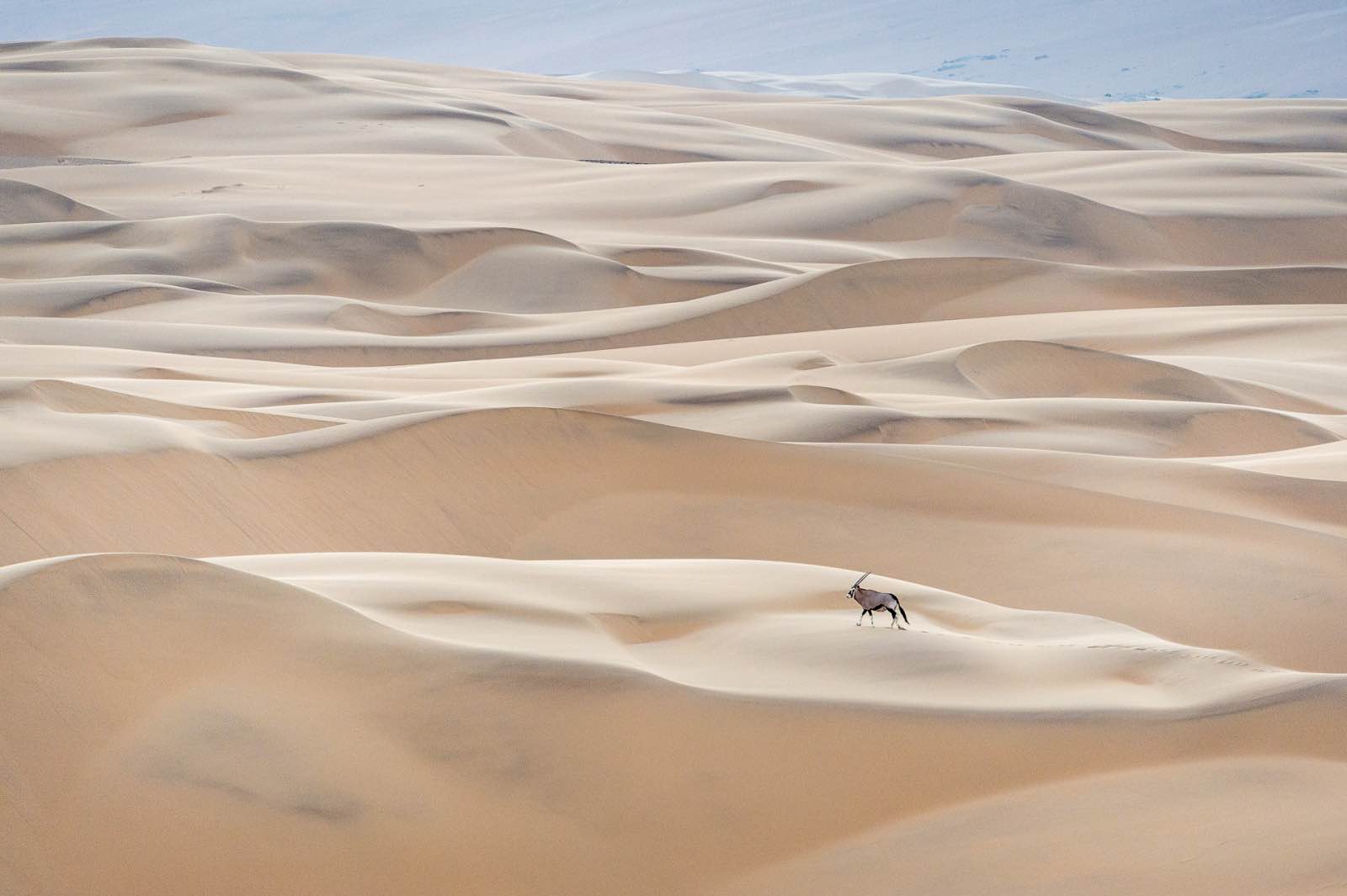 Serra Cafema dunes and oryx
