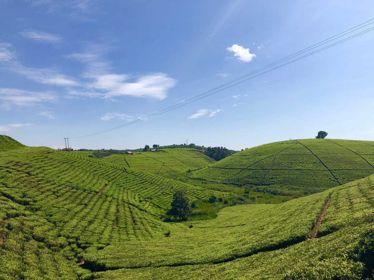 Uganda Tea Fields