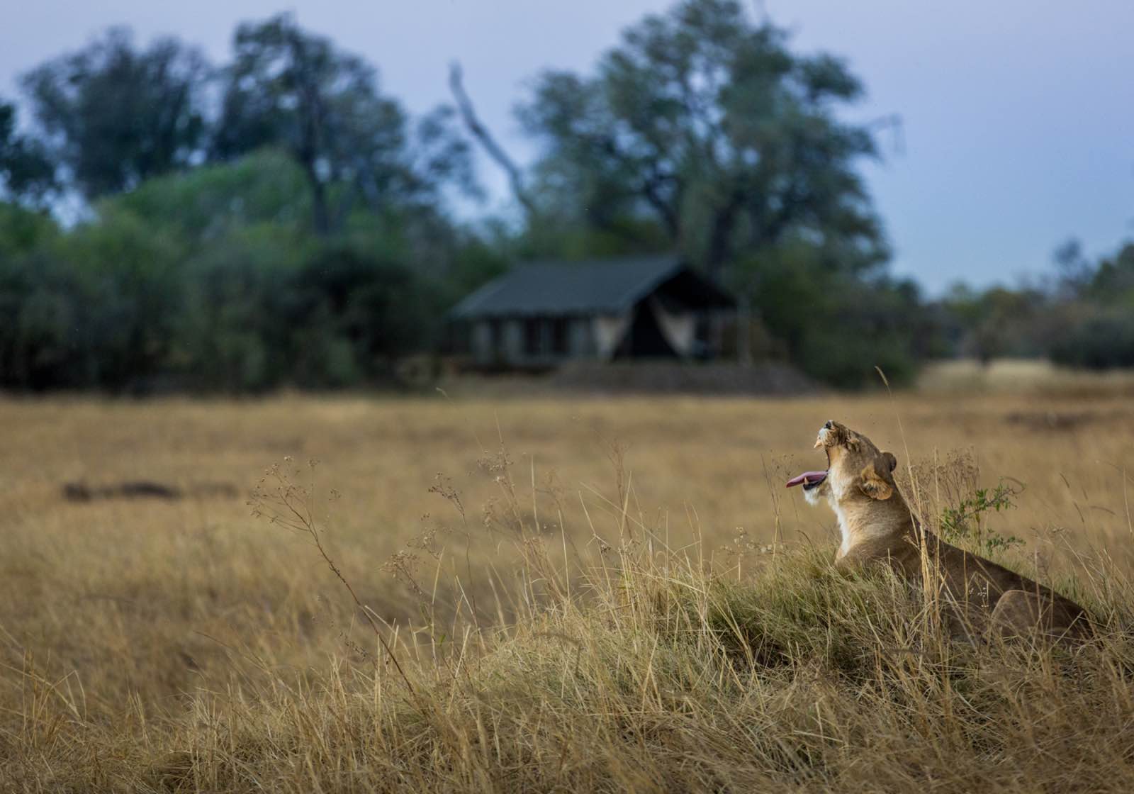Machaba Camp with a lioness yawning in the foreground