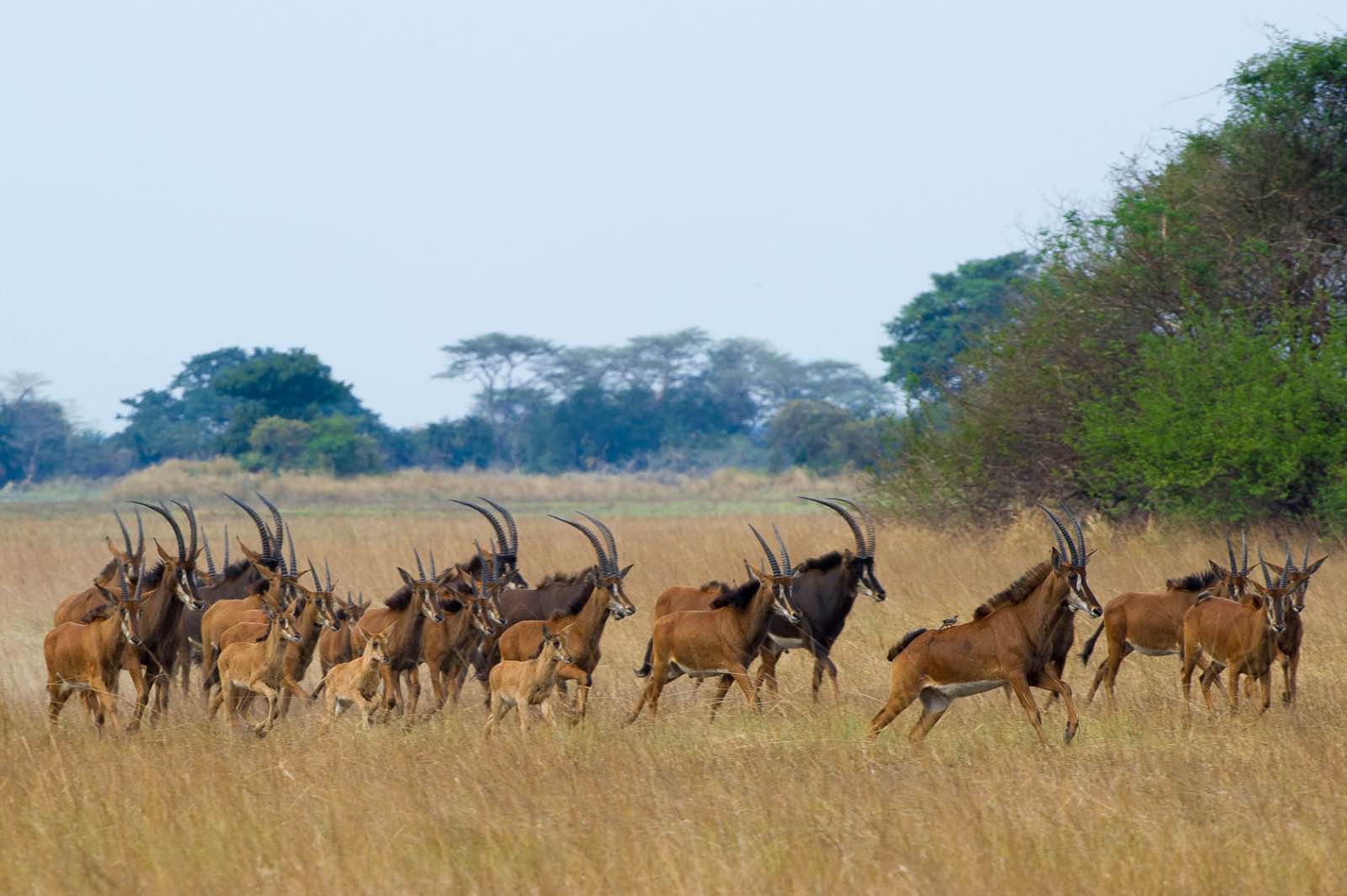 Amazing opportunities to seen the rare roan antelope at Busanga Bush Camp