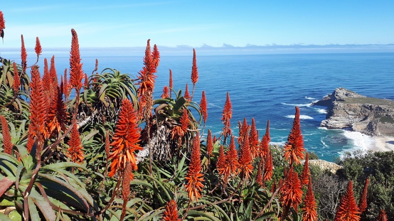Cape Point view with aloes in flower