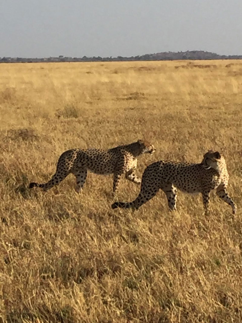 Cheetah on Safari