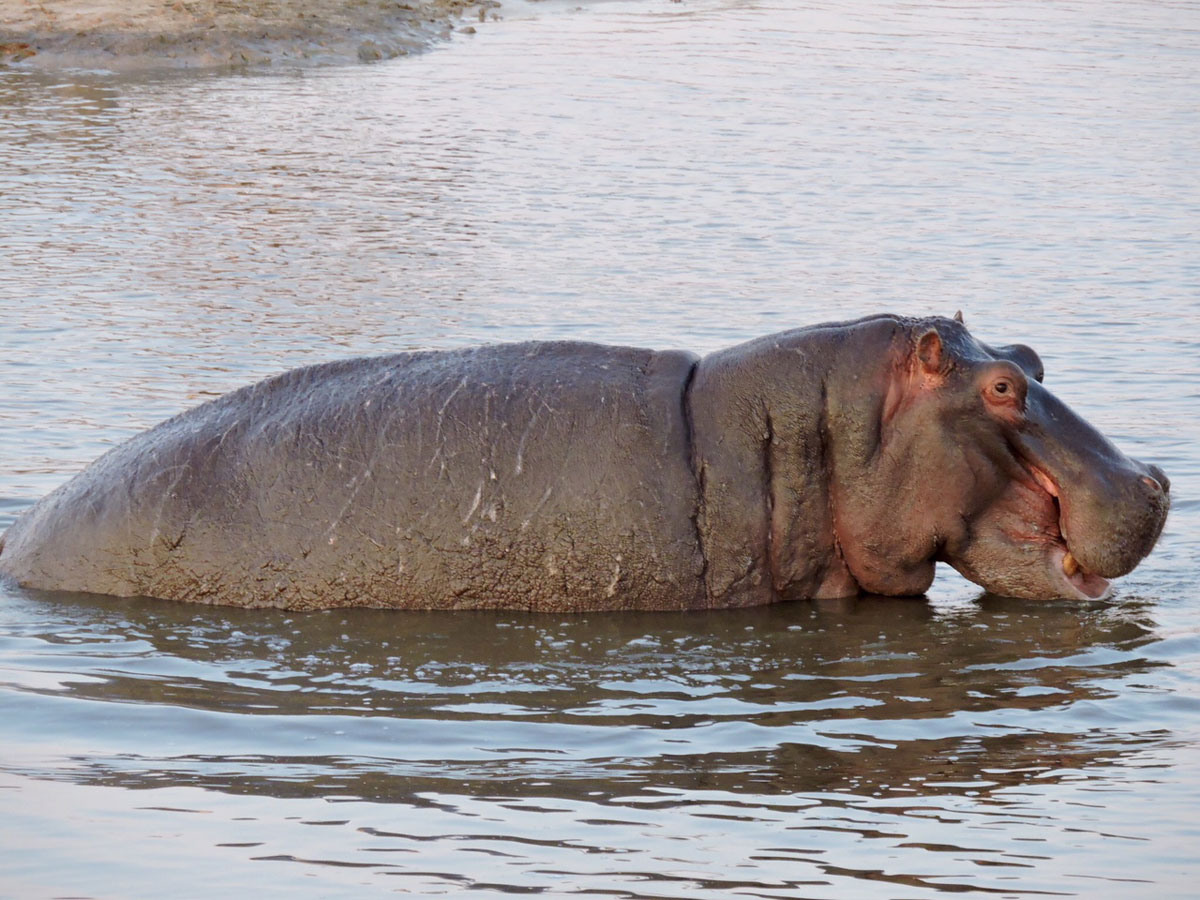 Spotting Hippo in Kruger