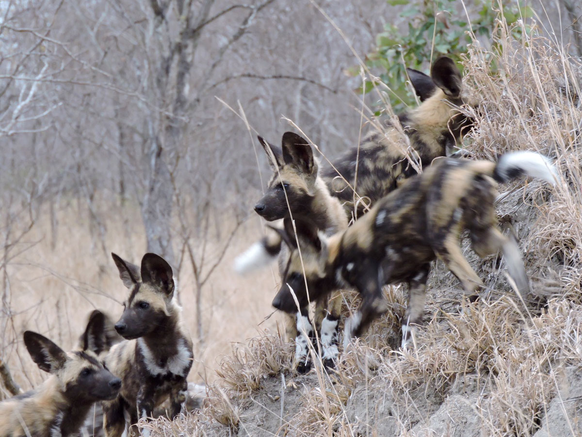 Wild Dogs Spotted in Kruger