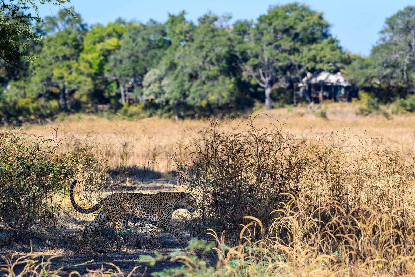 Leopard stalks in the grass in front of Chindeni