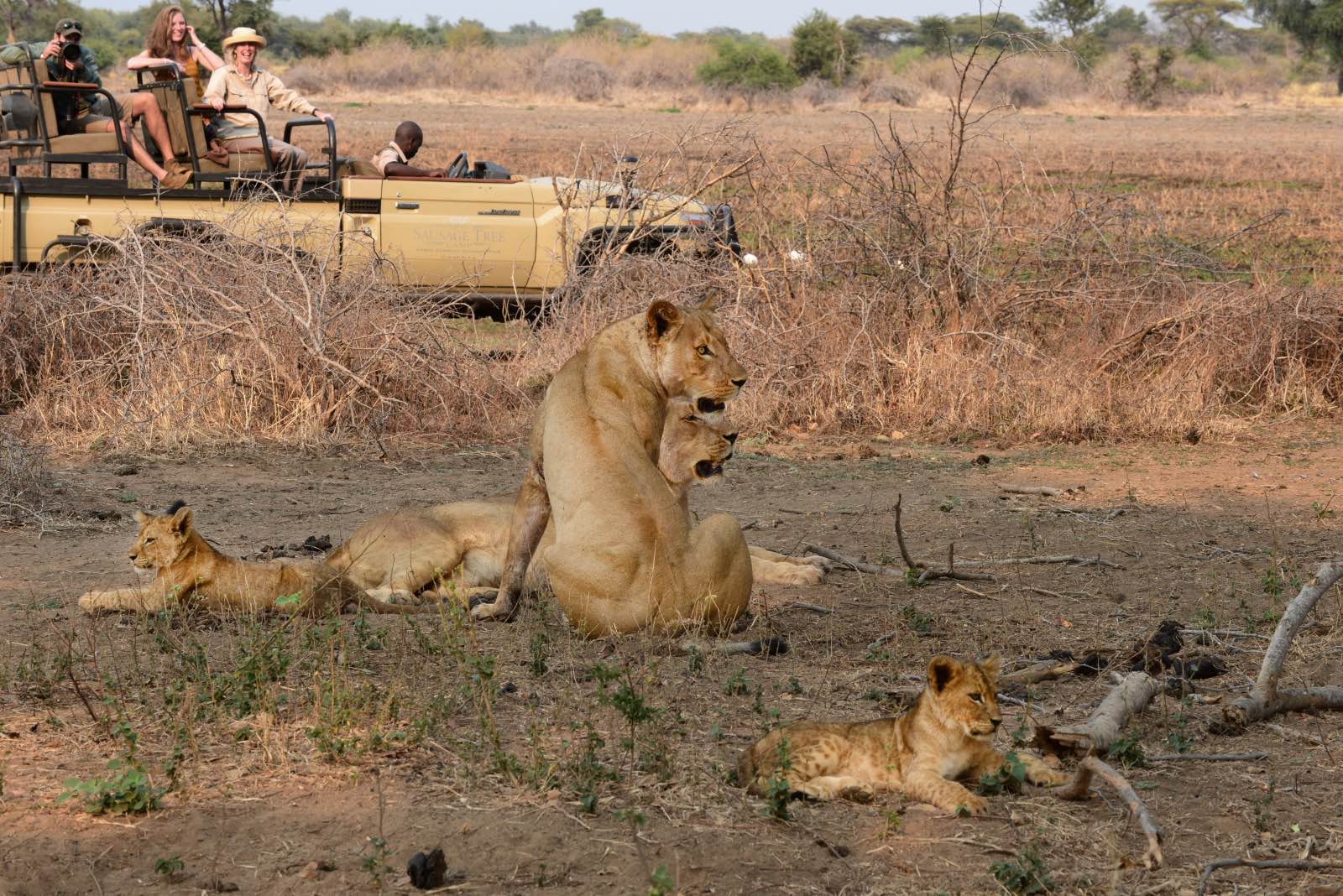 Lions on game drive with Sausage Tree Camp in Lower Zambezi National Park