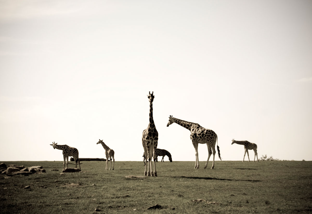 Giraffe Masai Mara Kenya