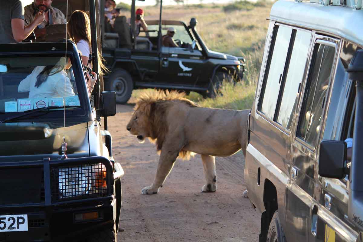 Masai Mara Lions and Game Viewer