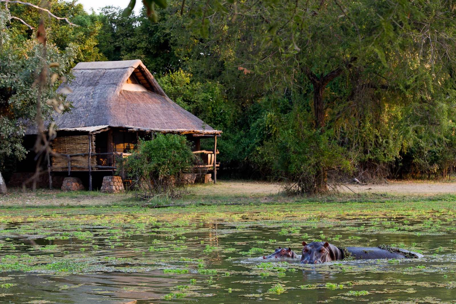 Stilted thatched chalets overlook the swamp, which is frequently visited by wildlife and birds