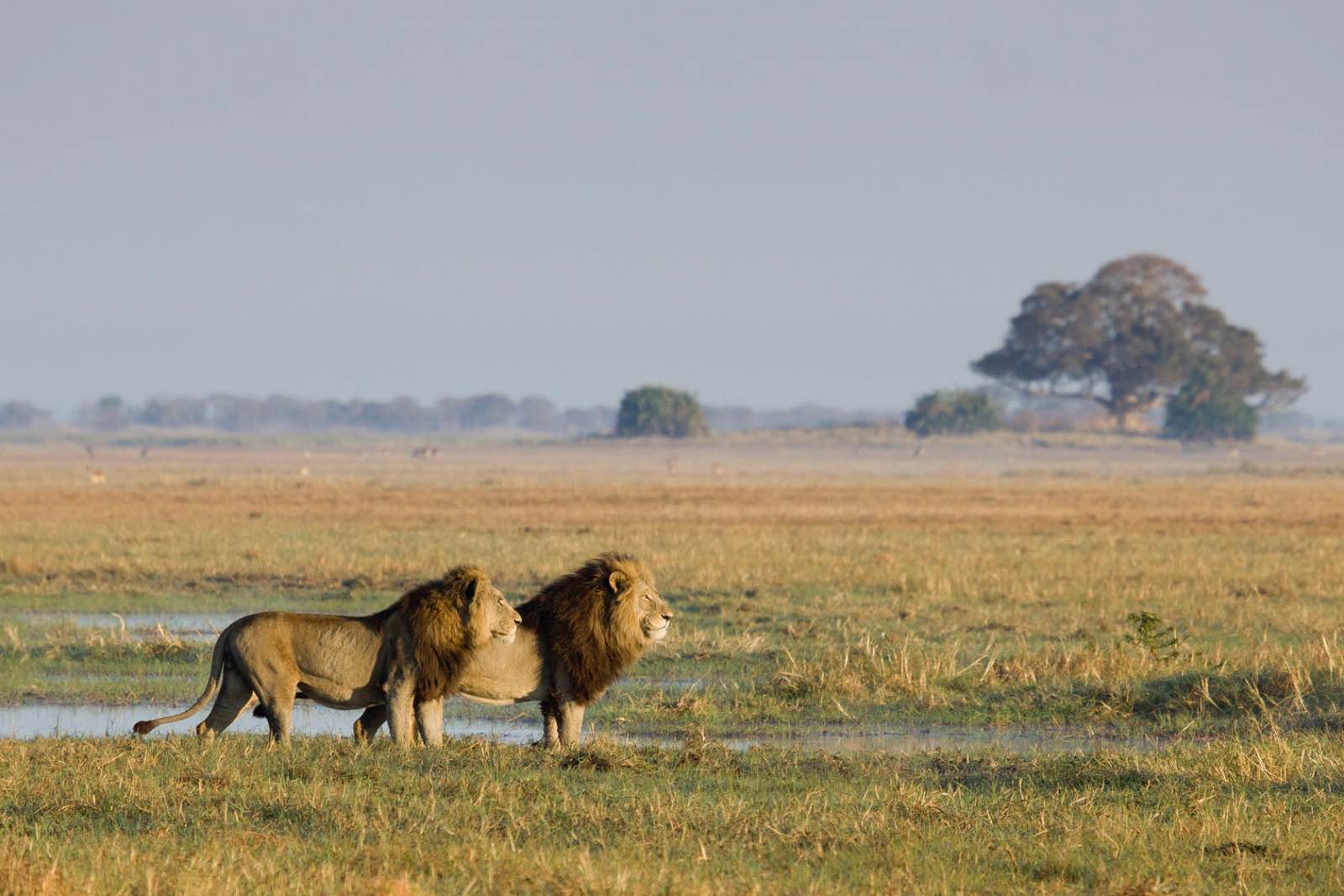 The famous lions of the Busanga Plains are an intimidating presence