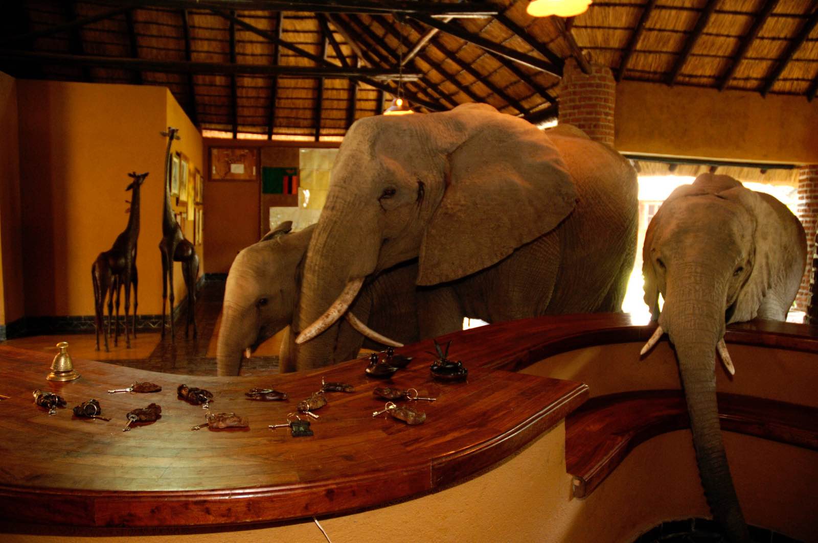 The herd of elephants moves through tje reception area of Mfuwe Lodge on their way to find the wild mango tree on the other side