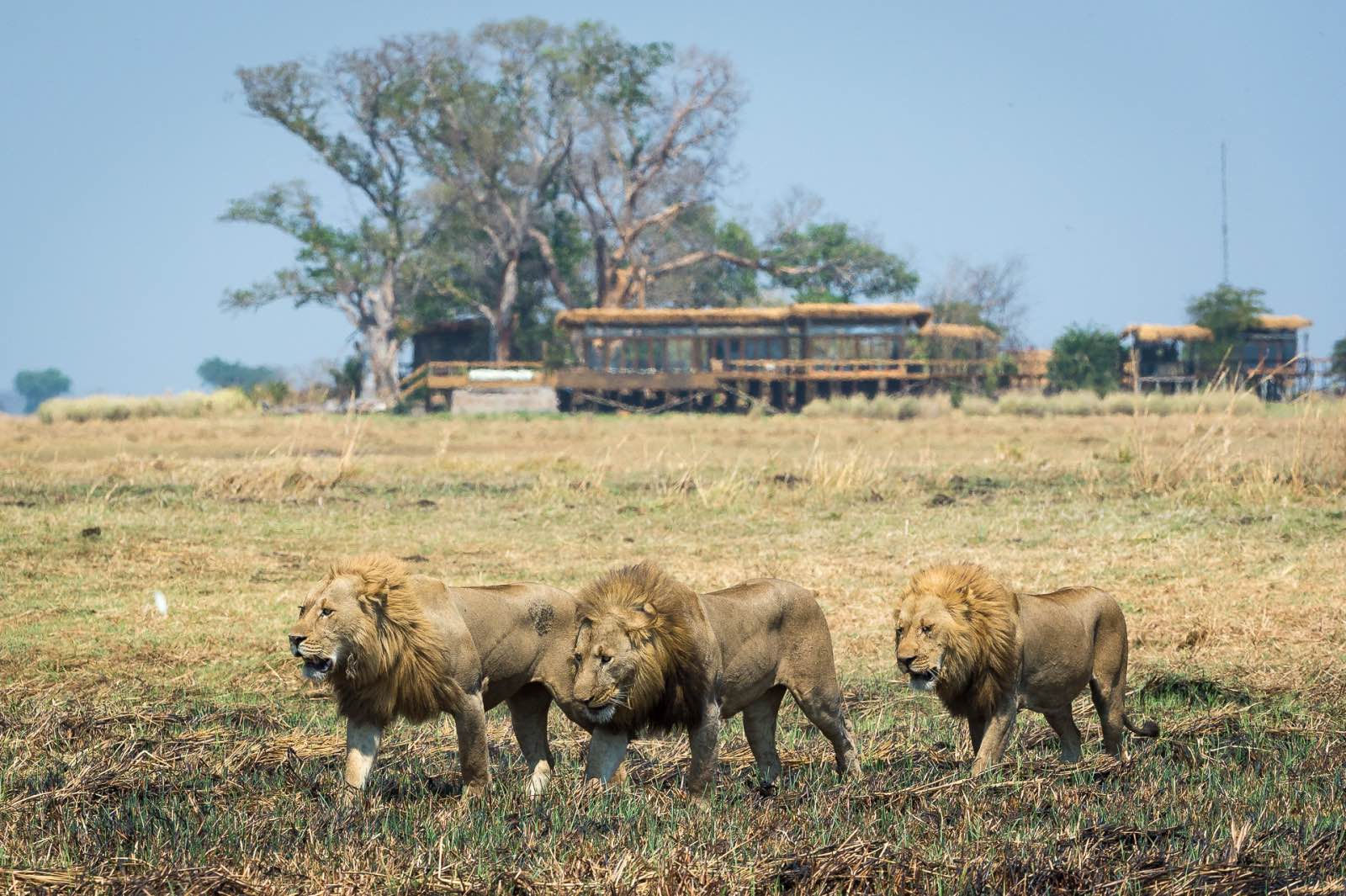 Three male lions parading their territory right in front of Shumba Camp