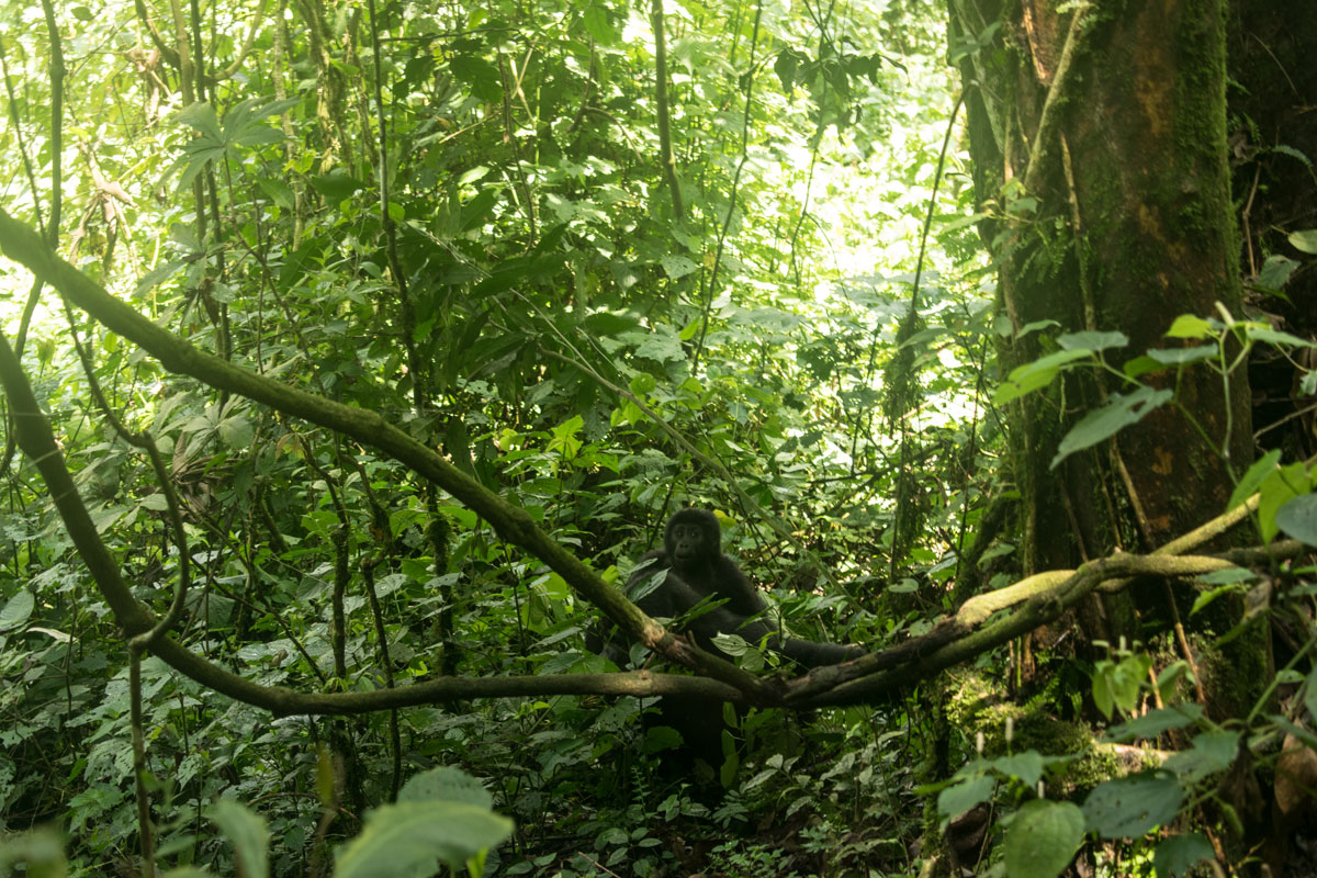 Uganda Chimpanzee Trekking