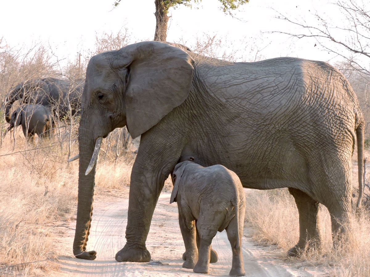 Elephants in Kruger