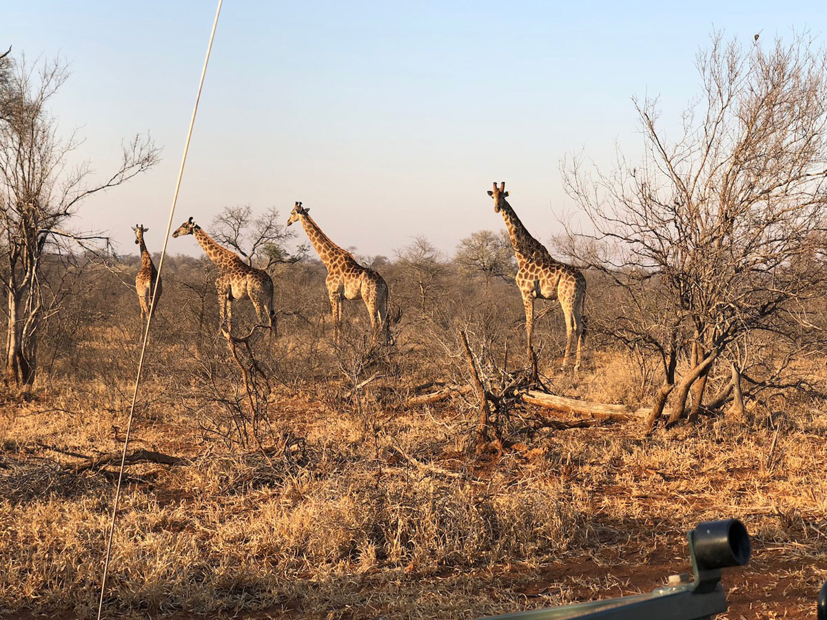 Giraffe in the Bushveld