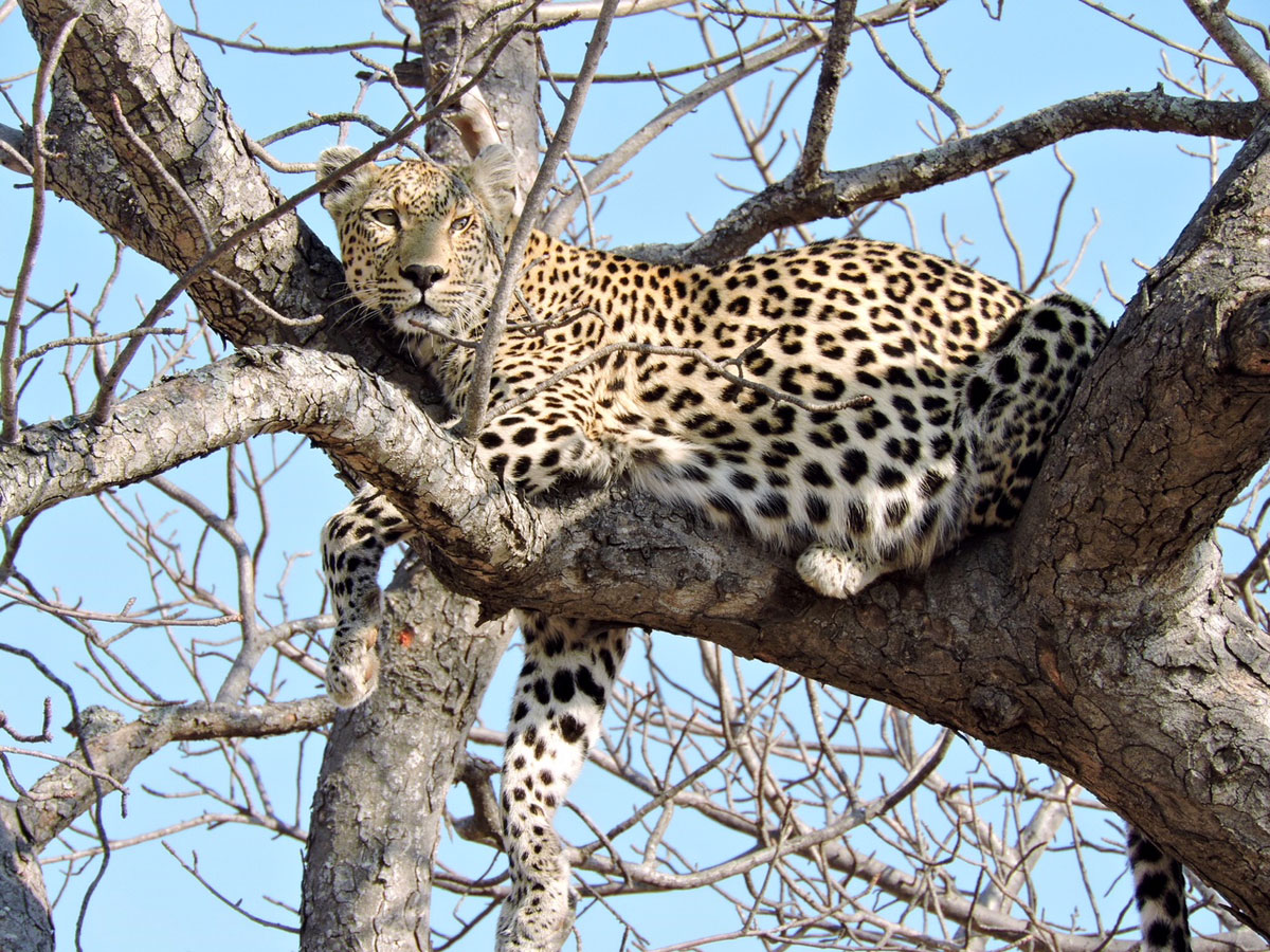 Leopard in Tree - Kruger