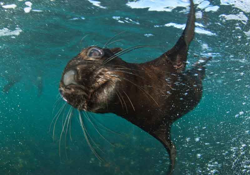 Animal Ocean Seal Snorkelling - Steven Benjamin