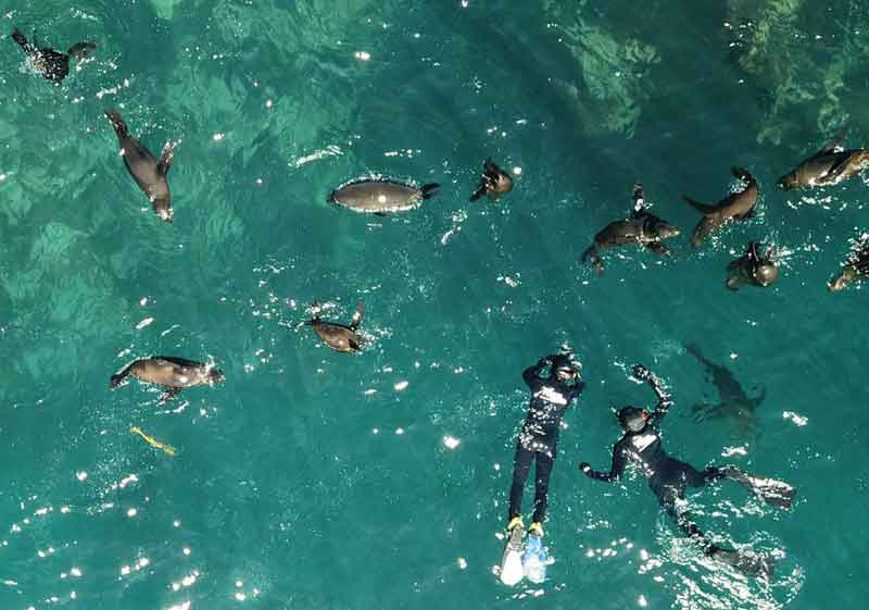 Animal Ocean Seal Snorkelling Hout Bay - Steven Benjamin