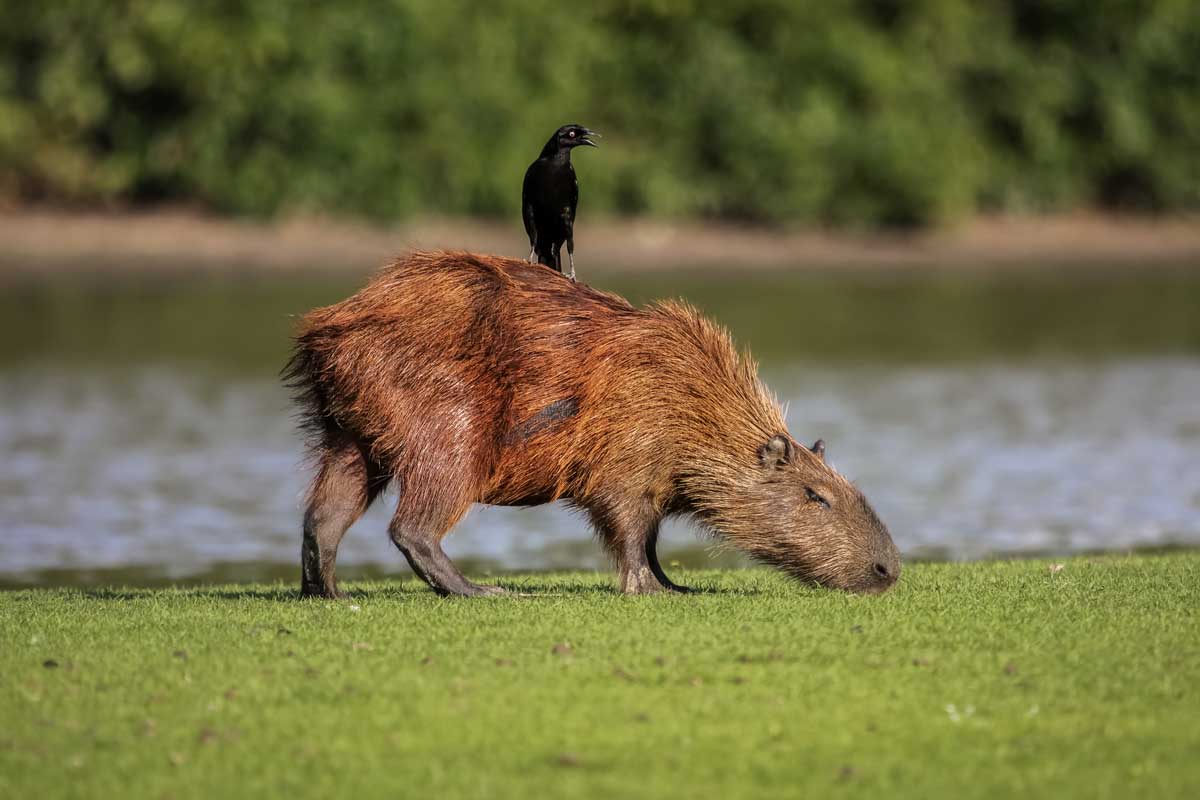Capybara South America
