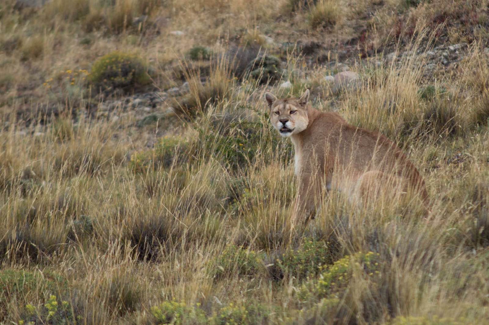 Puma, Laguna Amarga, Torres del Paine