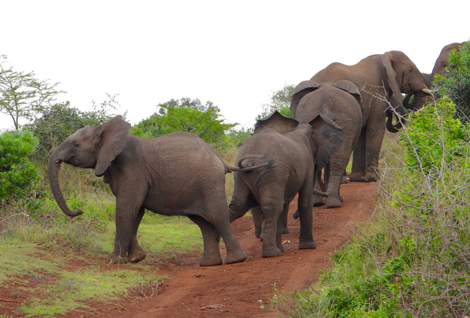 Elephant Herds on Safari