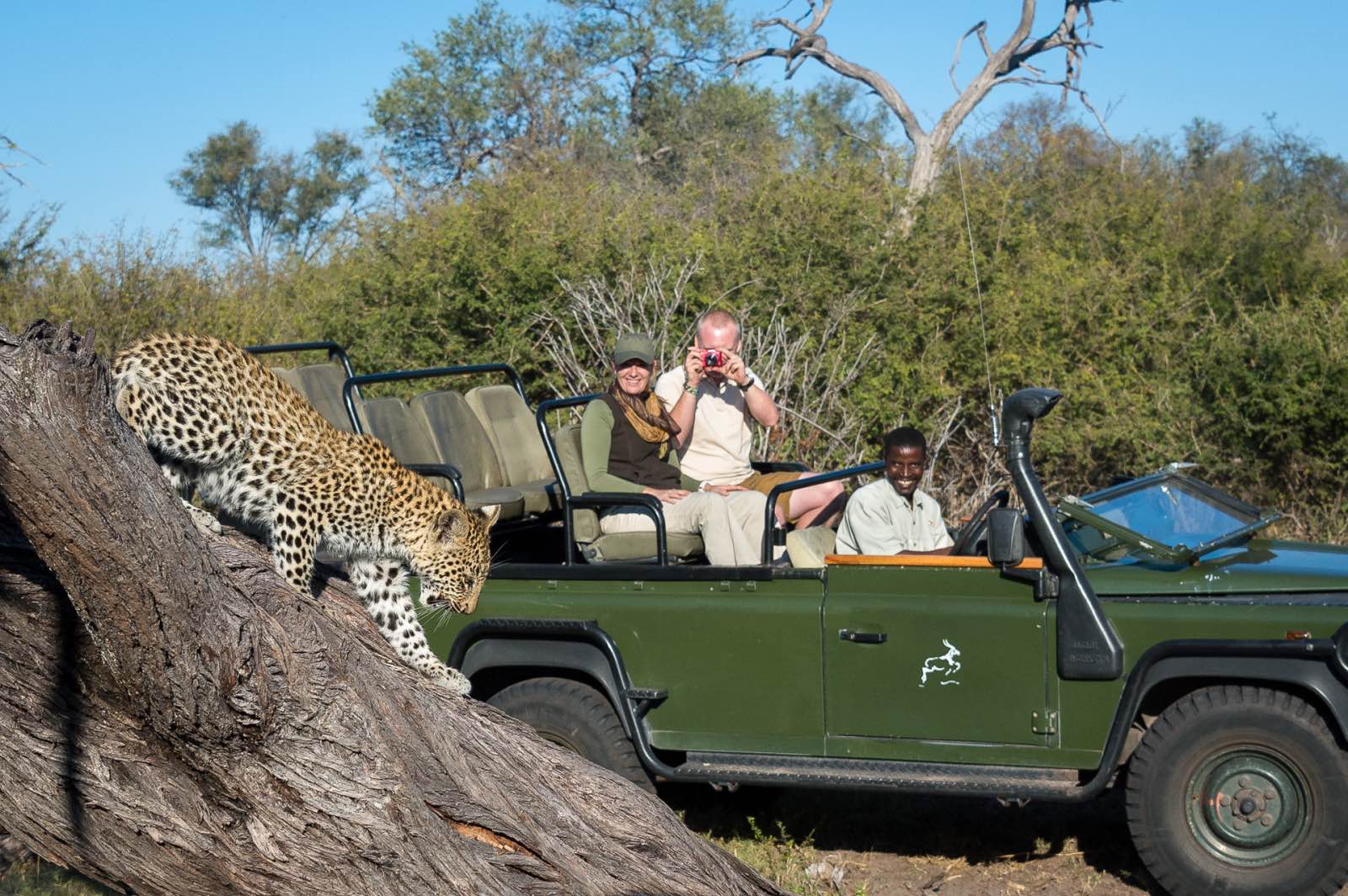 Game drive sightings in the Delta with Tubu Tree Camp
