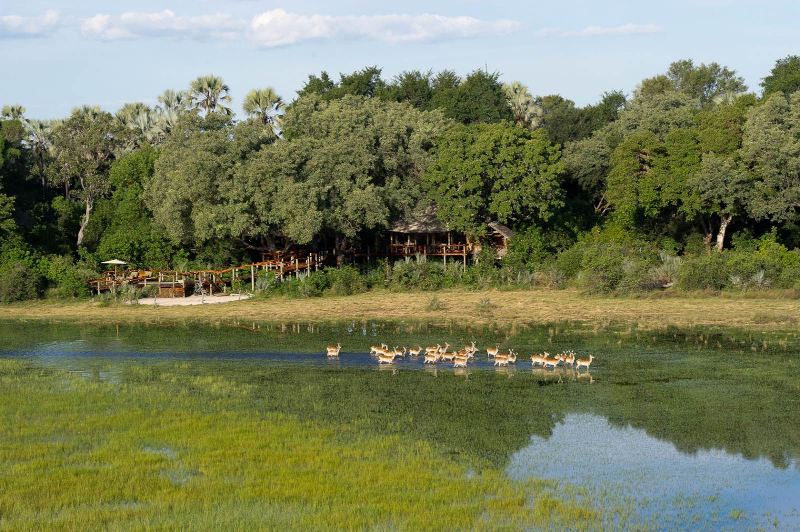 Idyllic location in the trees of Hundu Island in the Delta at Tubu Tree Camp with lechwe in the foreground
