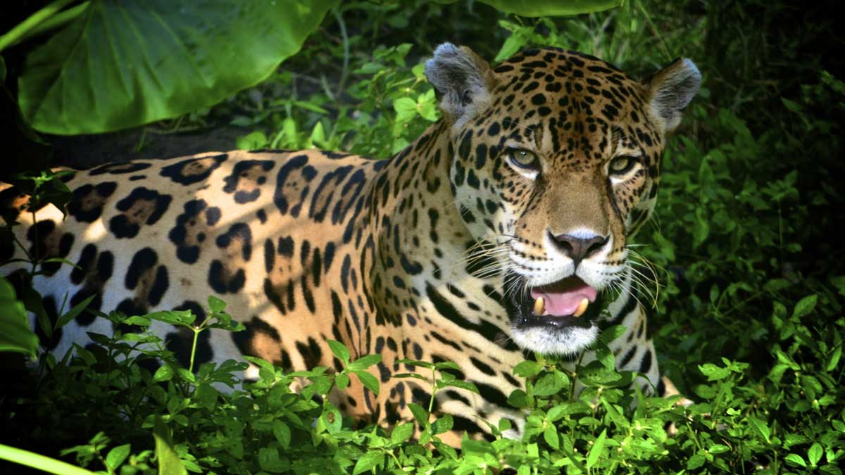 Jaguar in the Pantanal