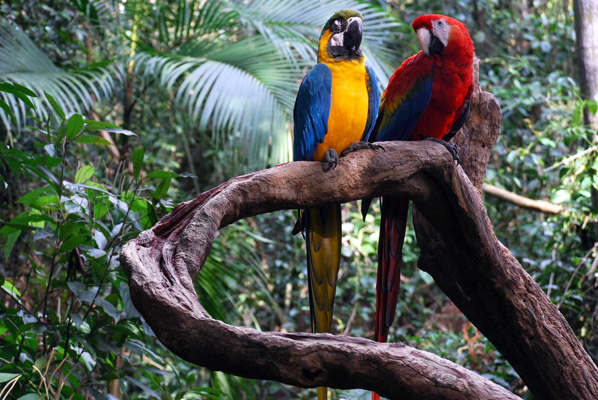 Macaw Parrots in Brazil