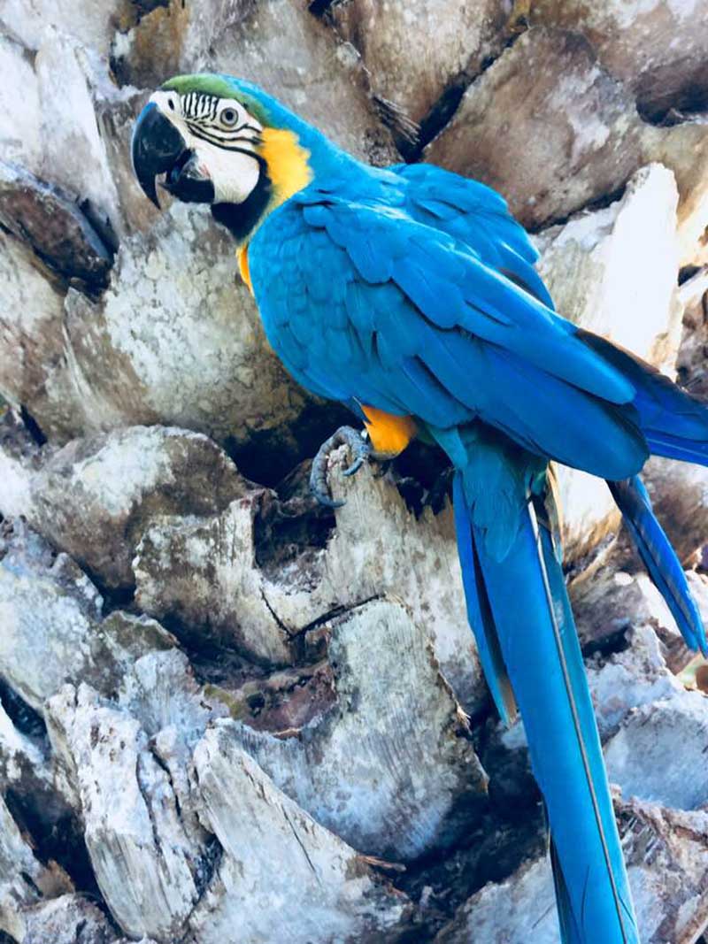 Pantanal Parrot