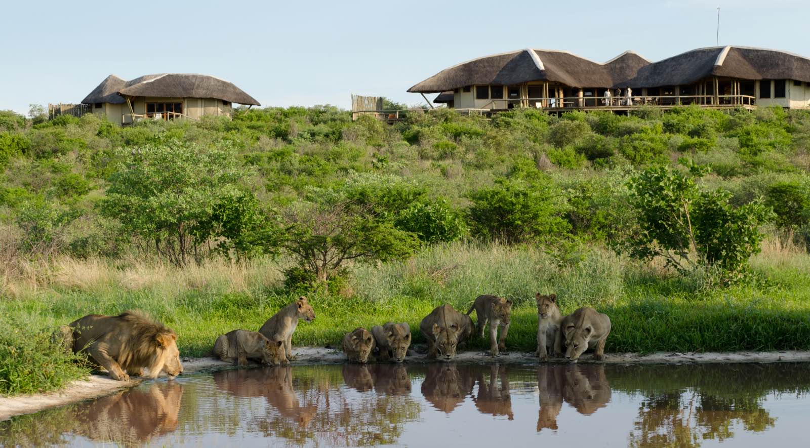 Pride of lions drinking at the pan in front of Tau Pan Camp - exactly why this Kalahari lodge was given its name