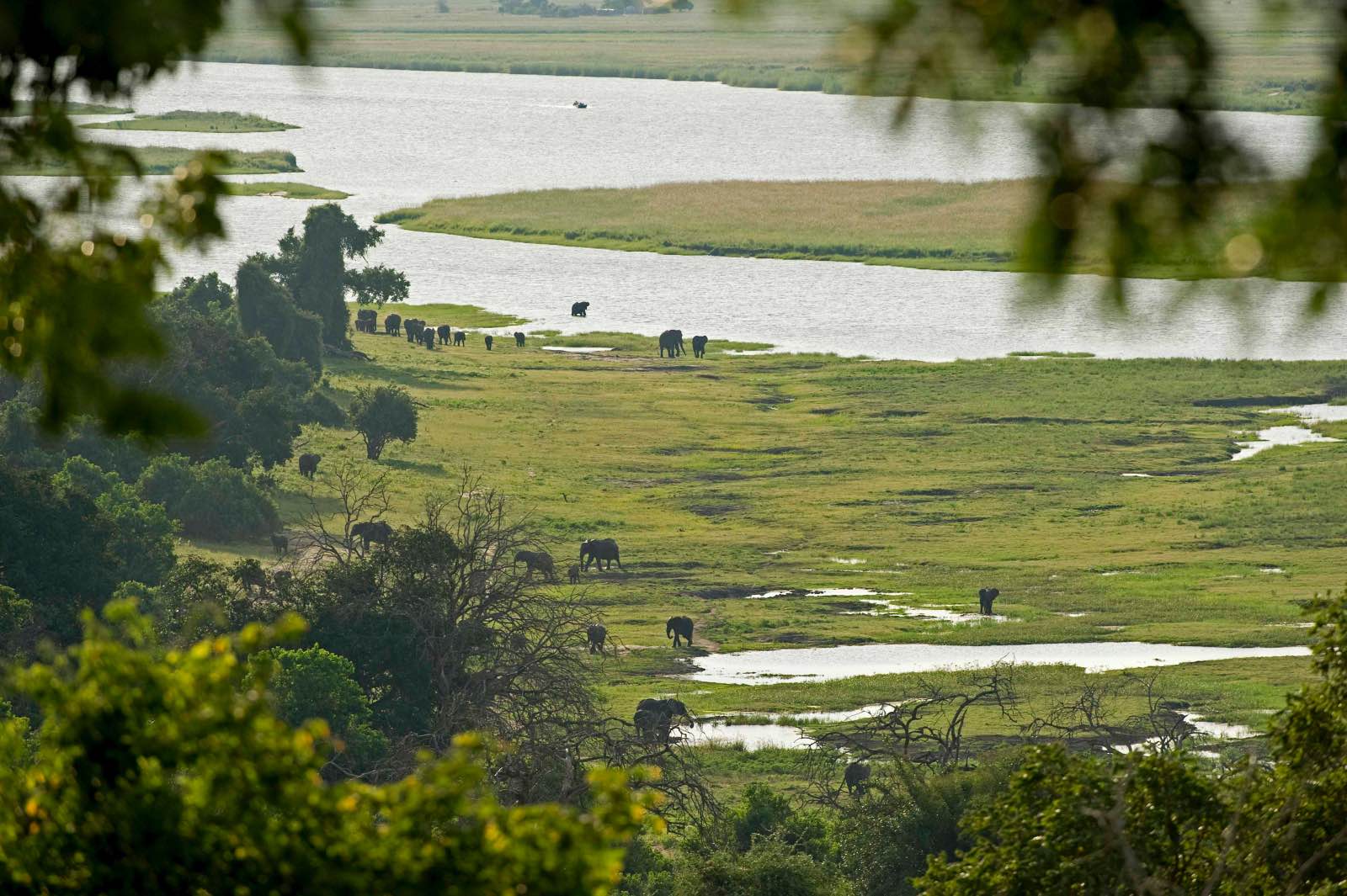 View through the trees from Chobe Chilwero down to the river and wildlife below