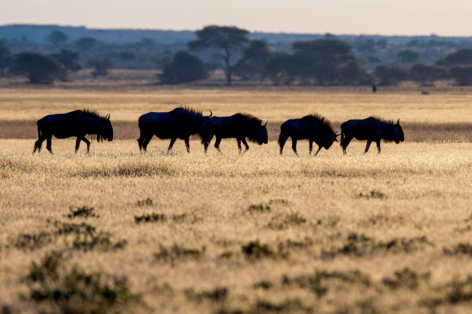 Wildebeest on the move through the Kalahari at Tau Pan Camp