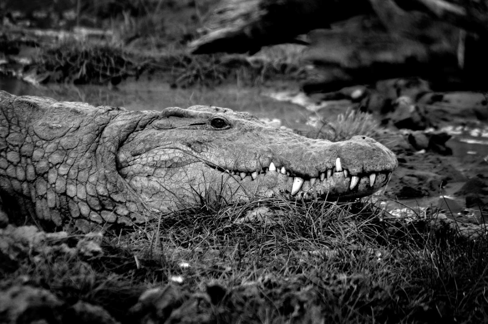 Crocodiles at Sun Safaris