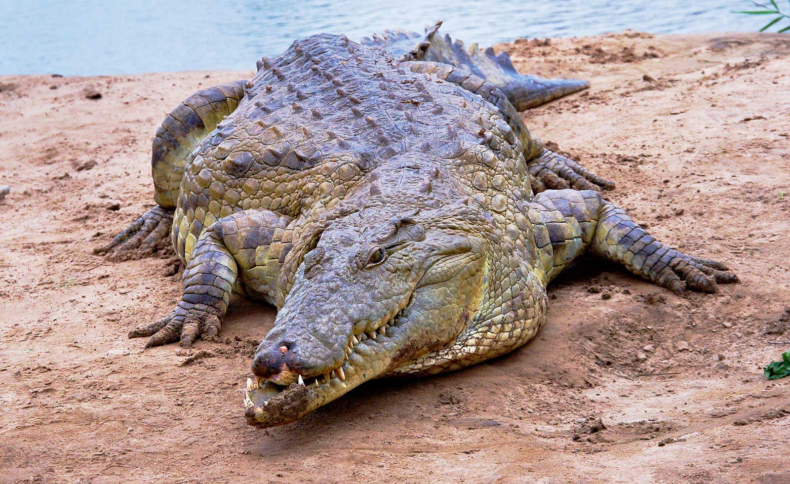 Crocodile at Waterhole