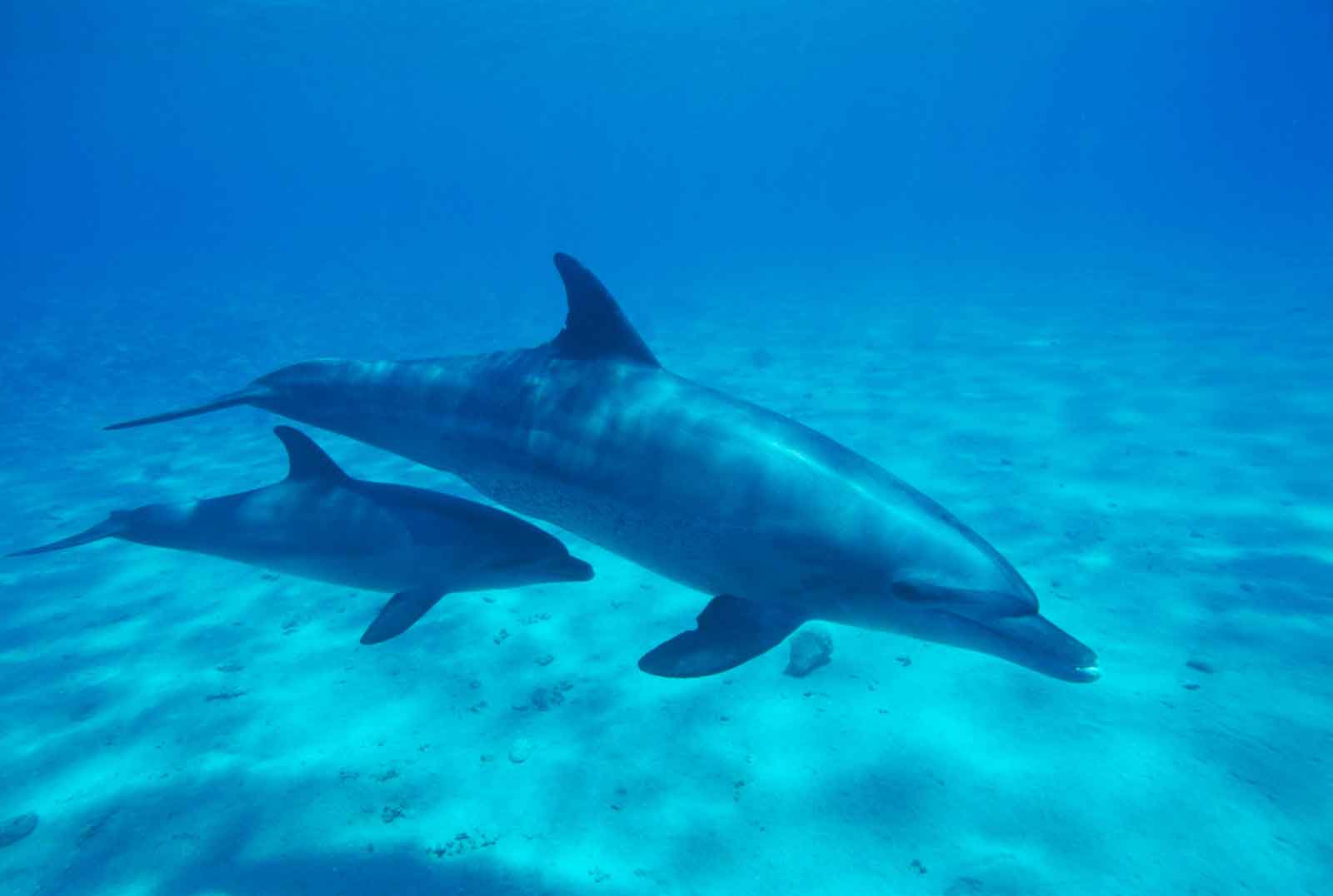 Dolphins in Mozambique