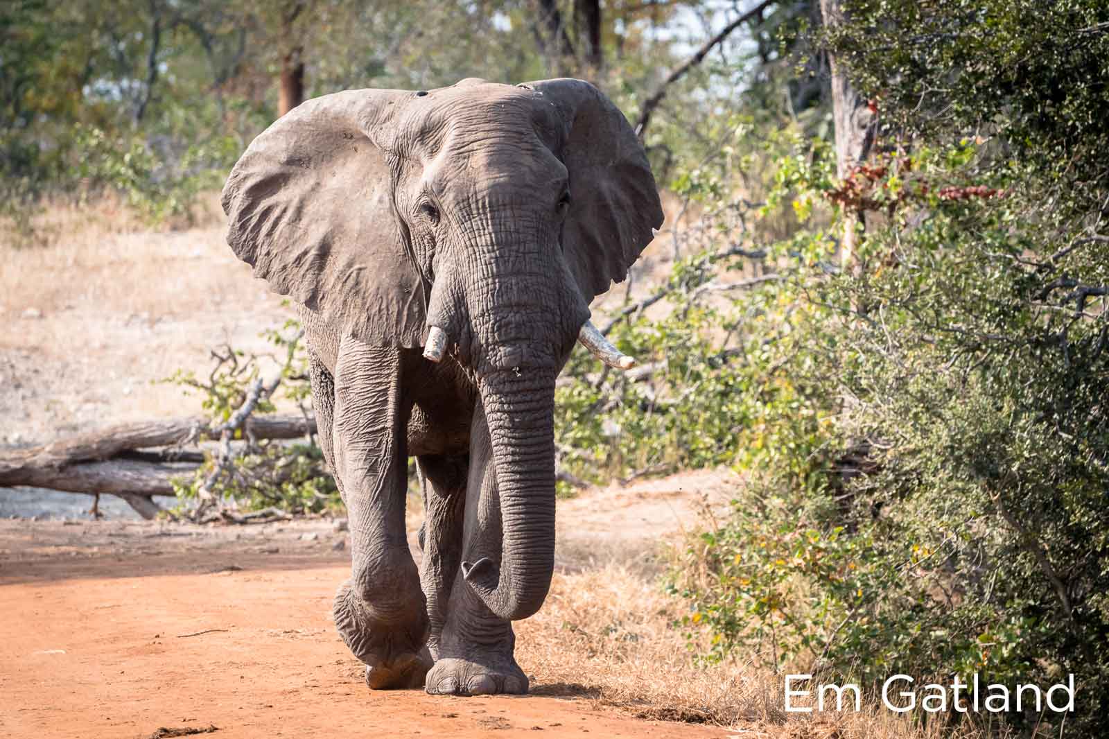 Elephants in Search of Mopane