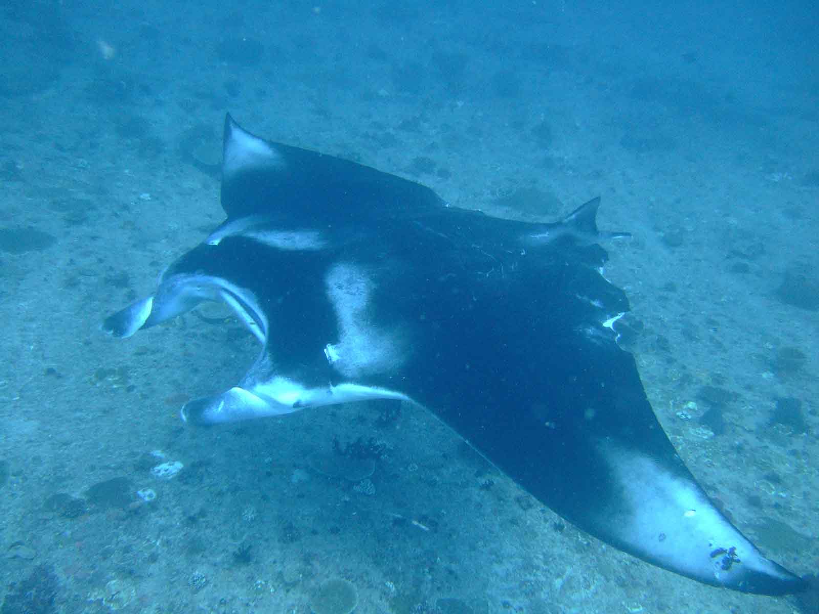 Manta Ray in Mozambique