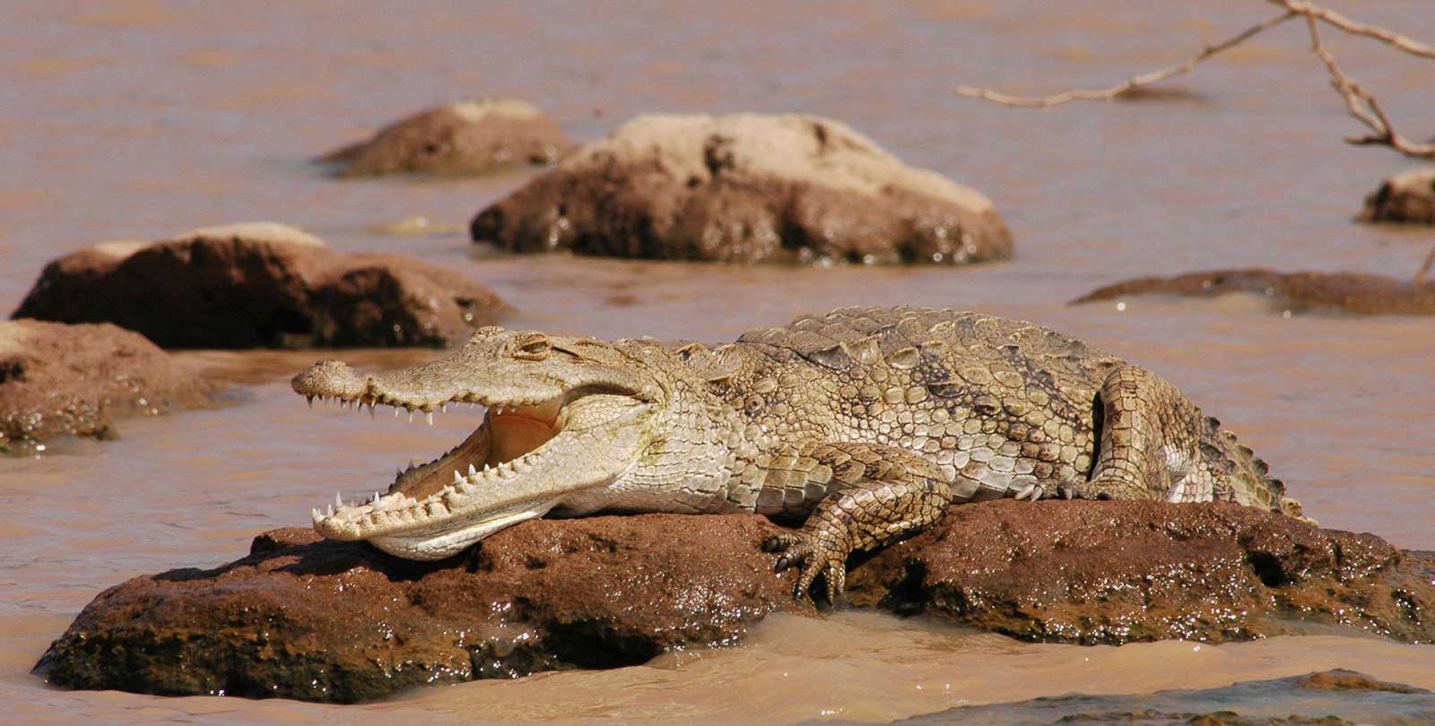 Crocodiles on Safari